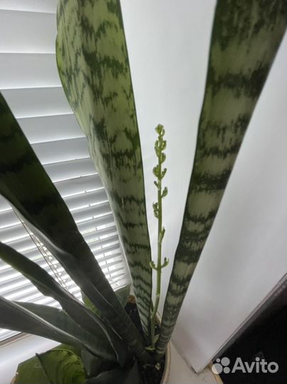 Сансевиерия