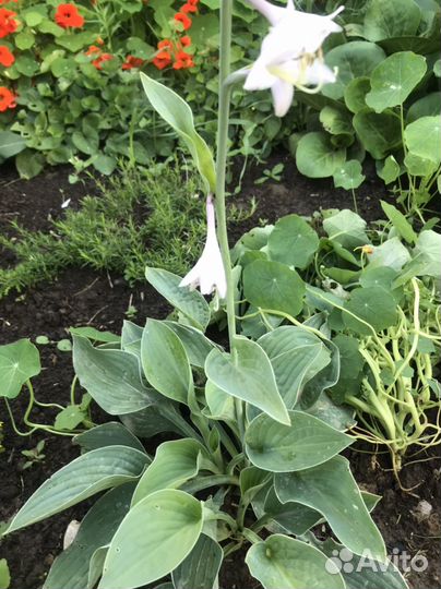 Хоста растение