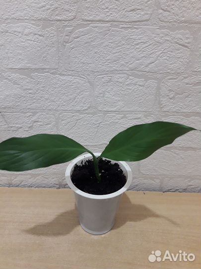 Спатифиллум