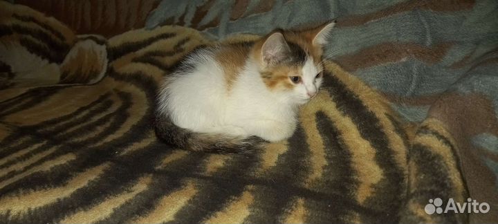 Котята 2 месяца (мальчик и девочка )