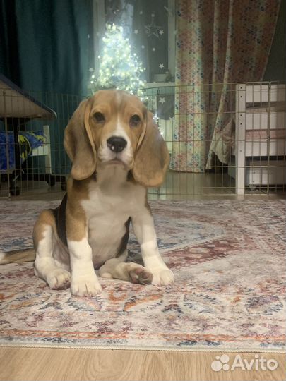Бигль щенок 5 мес. Клубный