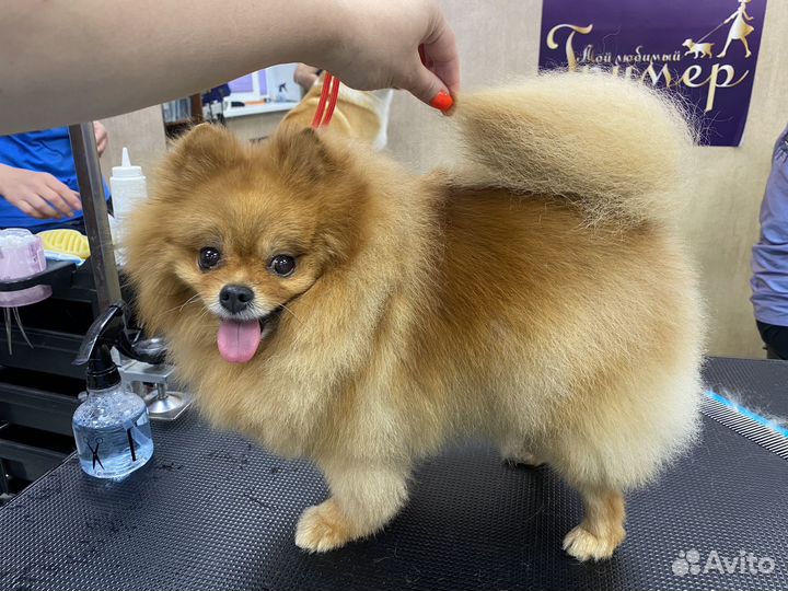 Груминг собак