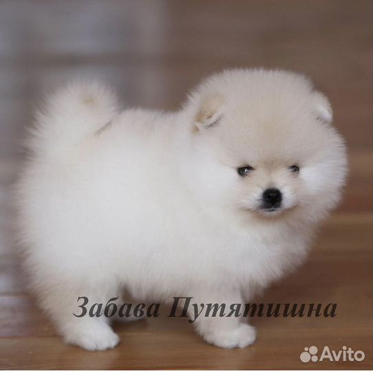 Мальчик карликовый шпиц