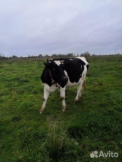 Продам коров и быков