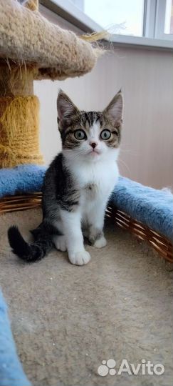 Котёнок в дар