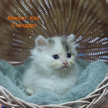 Менуэт длинношёрстный котёнок