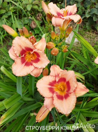 Лилейники сортовые