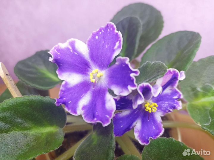 Сортовые фиалки