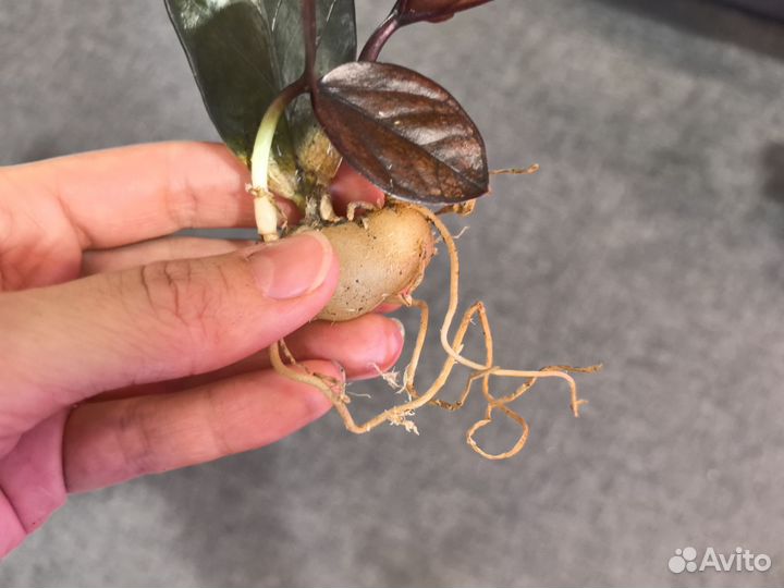 Замиокулькас Пинк Блэк (химерный сорт)