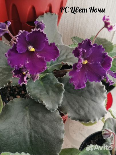 Детки сортовых фиалок