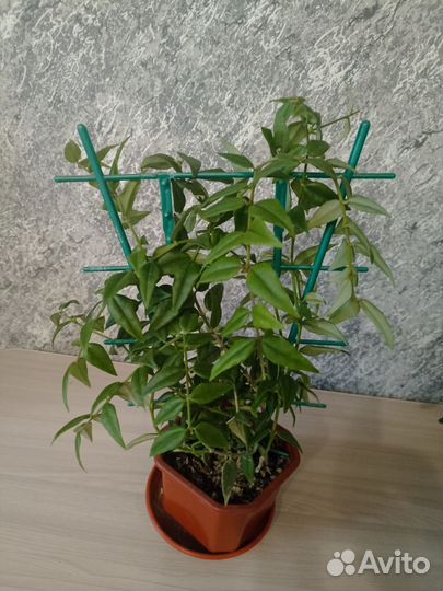 Комнатные цветы