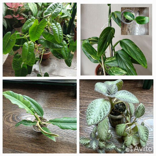 Комнатные цветы