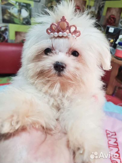 Девочка микро