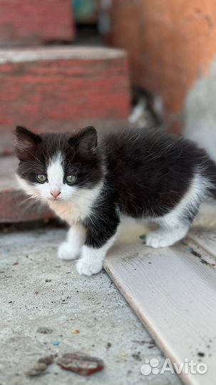 Отдам, в хорошие руки котят