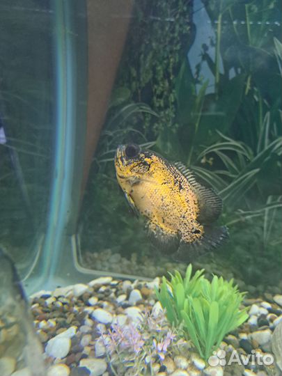 Астранотус