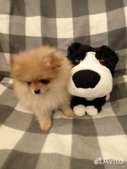 Щенки шпица