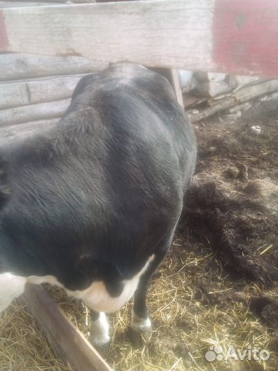 Корова телка