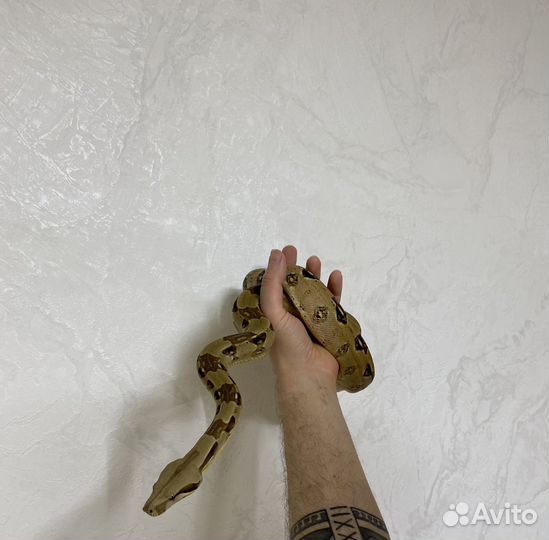 Императорский удав