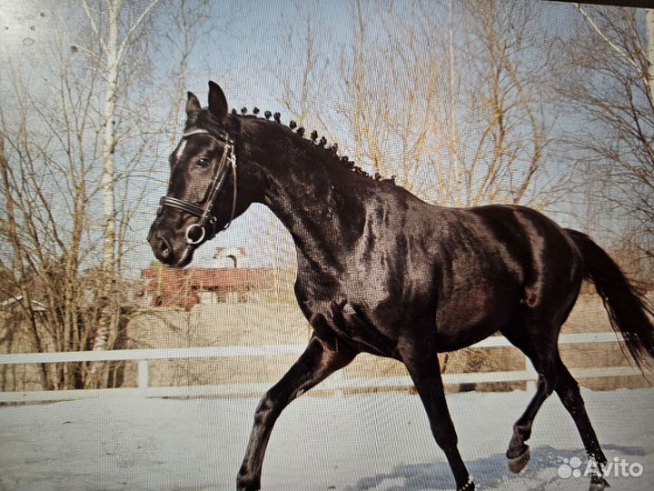 Ганноверский мерин (конкур)