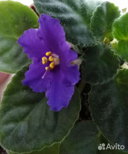 Фиалка цветущая в горшочке