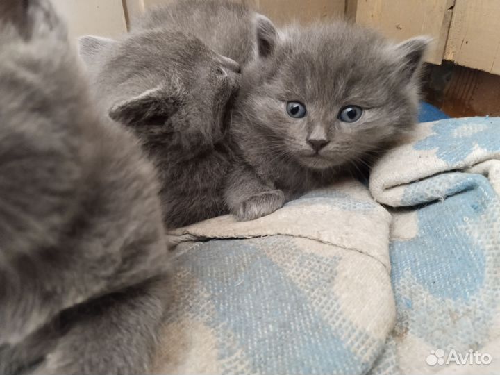 Котята - крысоловы