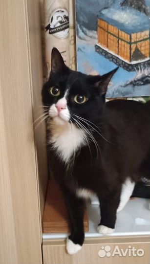 Осиротевшей кисоньке очень нужен дом