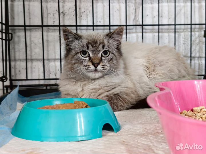 Котик 5 мес. в добрые руки