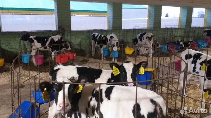 Бычки и телочки