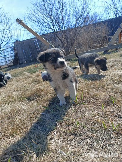 Щенки в добрые руки даром