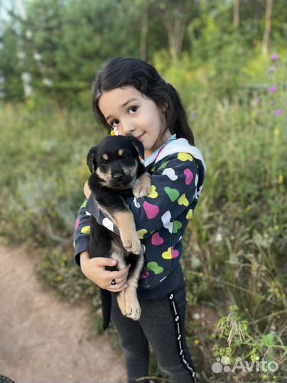 Щенок мальчик