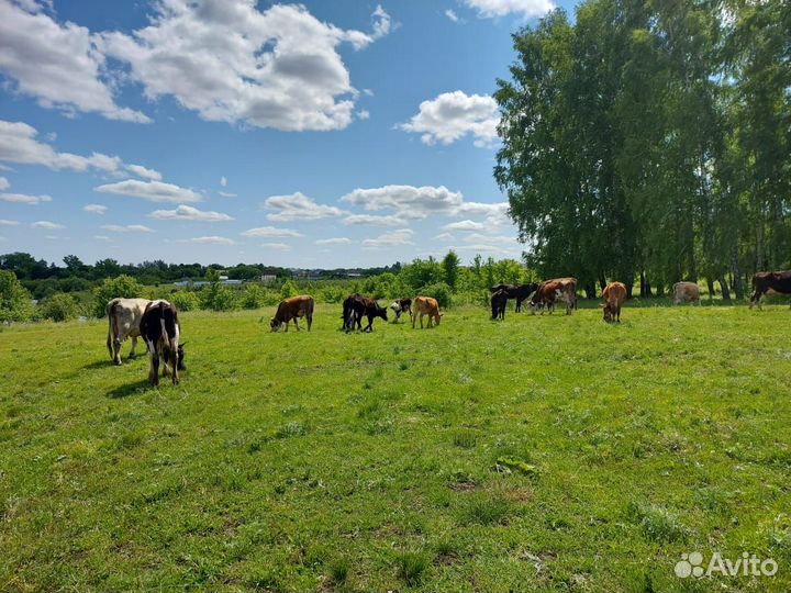 Стадо коров