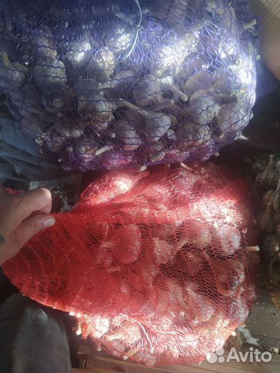 Чеснок Любаша