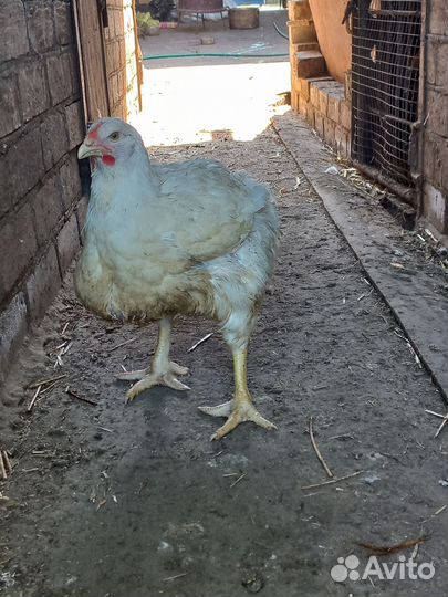 Куры бройлеры