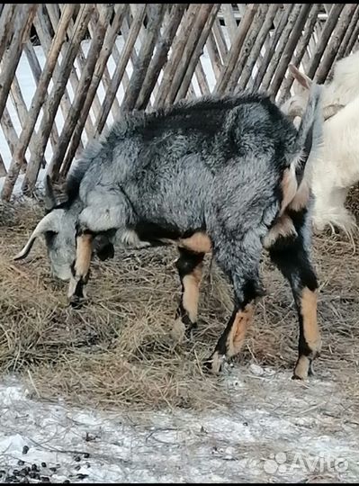 Англо нубийский козел