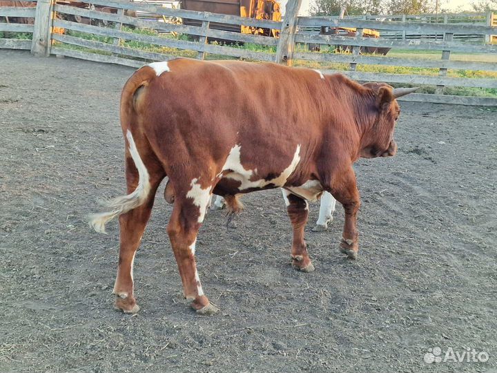 Бычки и быки