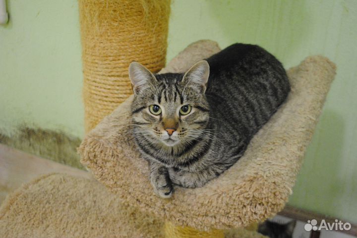 Ласковый котик из приюта