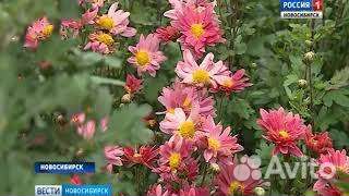 Хризантема многолетняя деленка