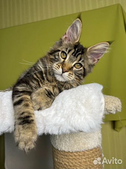 Котята Мейн Кун