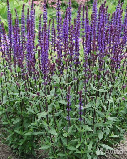 Саженцы многолетних растений