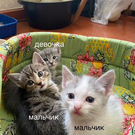 Котята в добрые руки