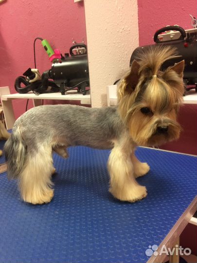 Стрижка собак в приморском районе