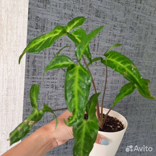 Сингониум спир поинт