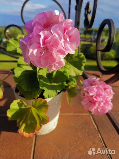 Пеларгония герань сортовая