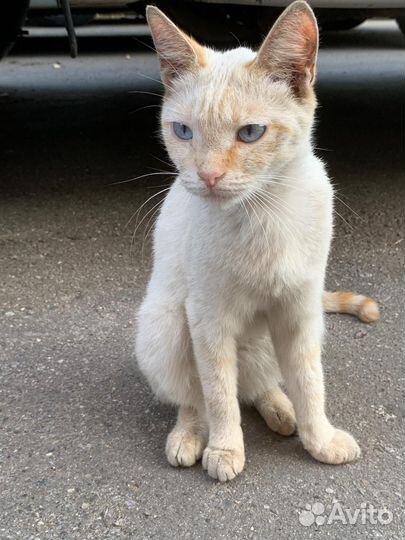 Красивая кошечка Агата