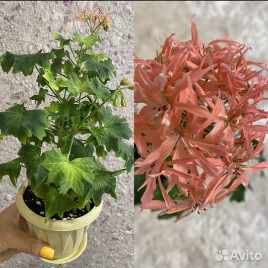 Пеларгония герань