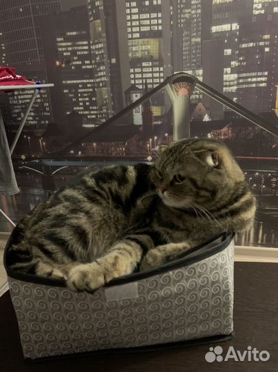 Отдам кота в добрые руки