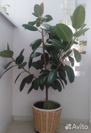 Комнатные домашние растения