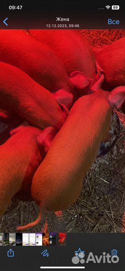 Поросята дюрок