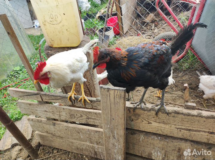 Продам молодых петушков
