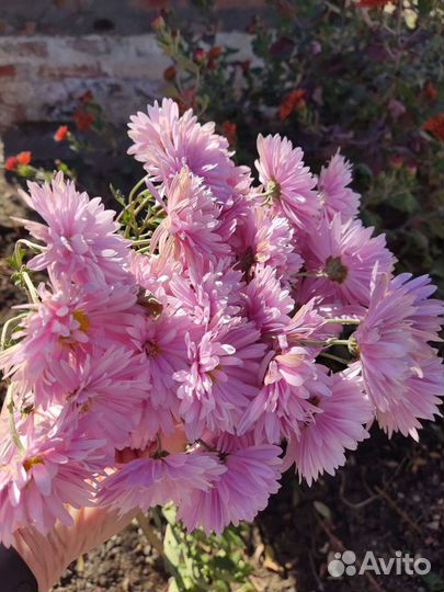 Дубки цветы